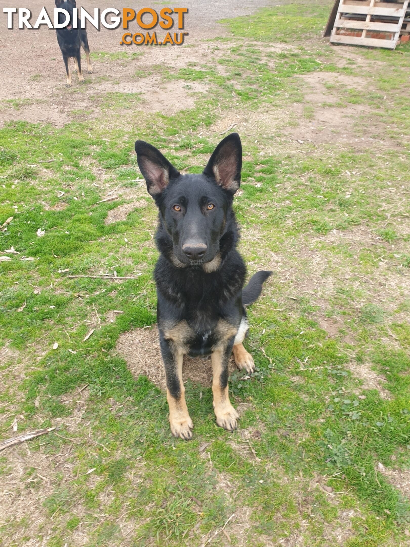 6 month old German shepherd puppy's free to good home