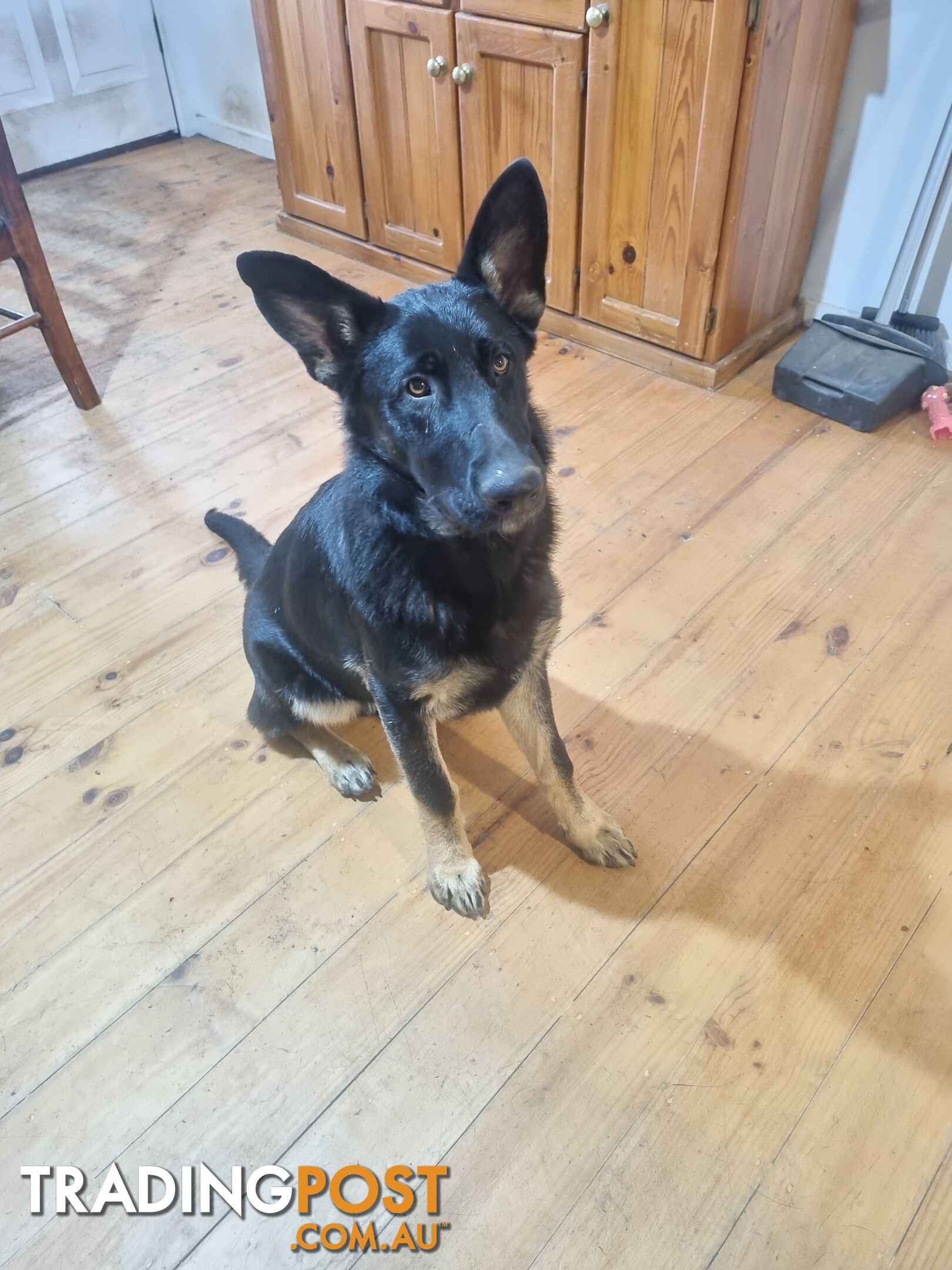 6 month old German shepherd puppy's free to good home