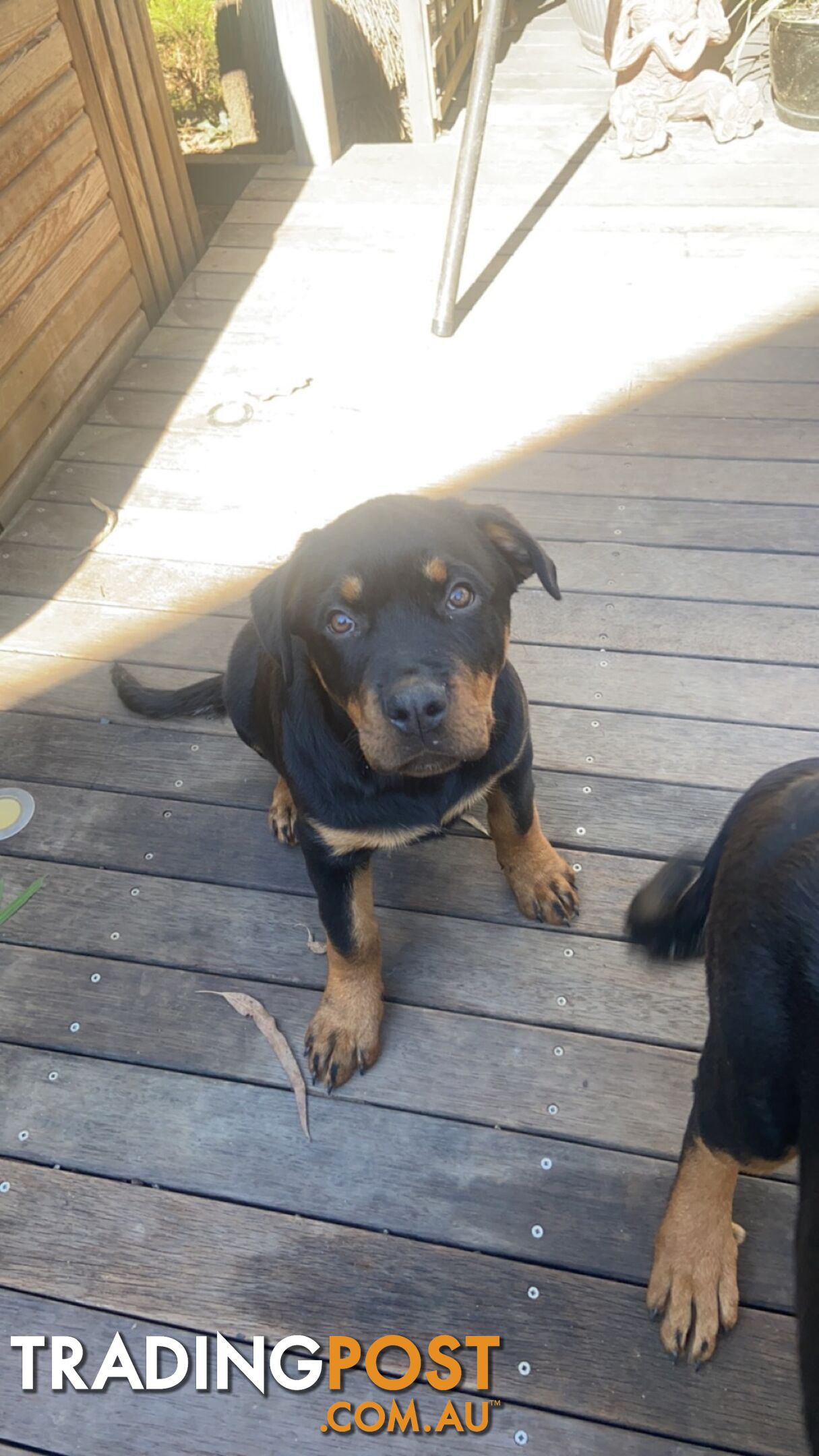 Female Rottweiler puppies