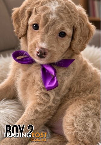 Cavoodle puppies