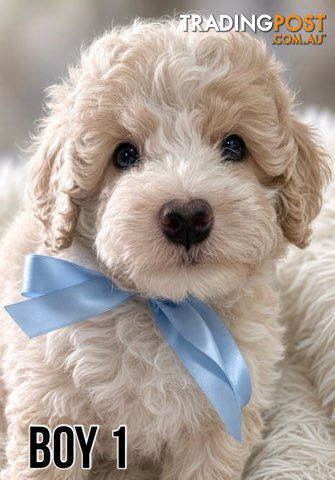 Cavoodle puppies