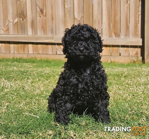 Stunning Black, Red and White Toy Cavoodle pups