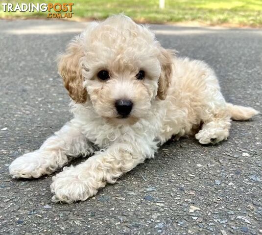 Pure Bred Toy Poodle Puppies! Ready now