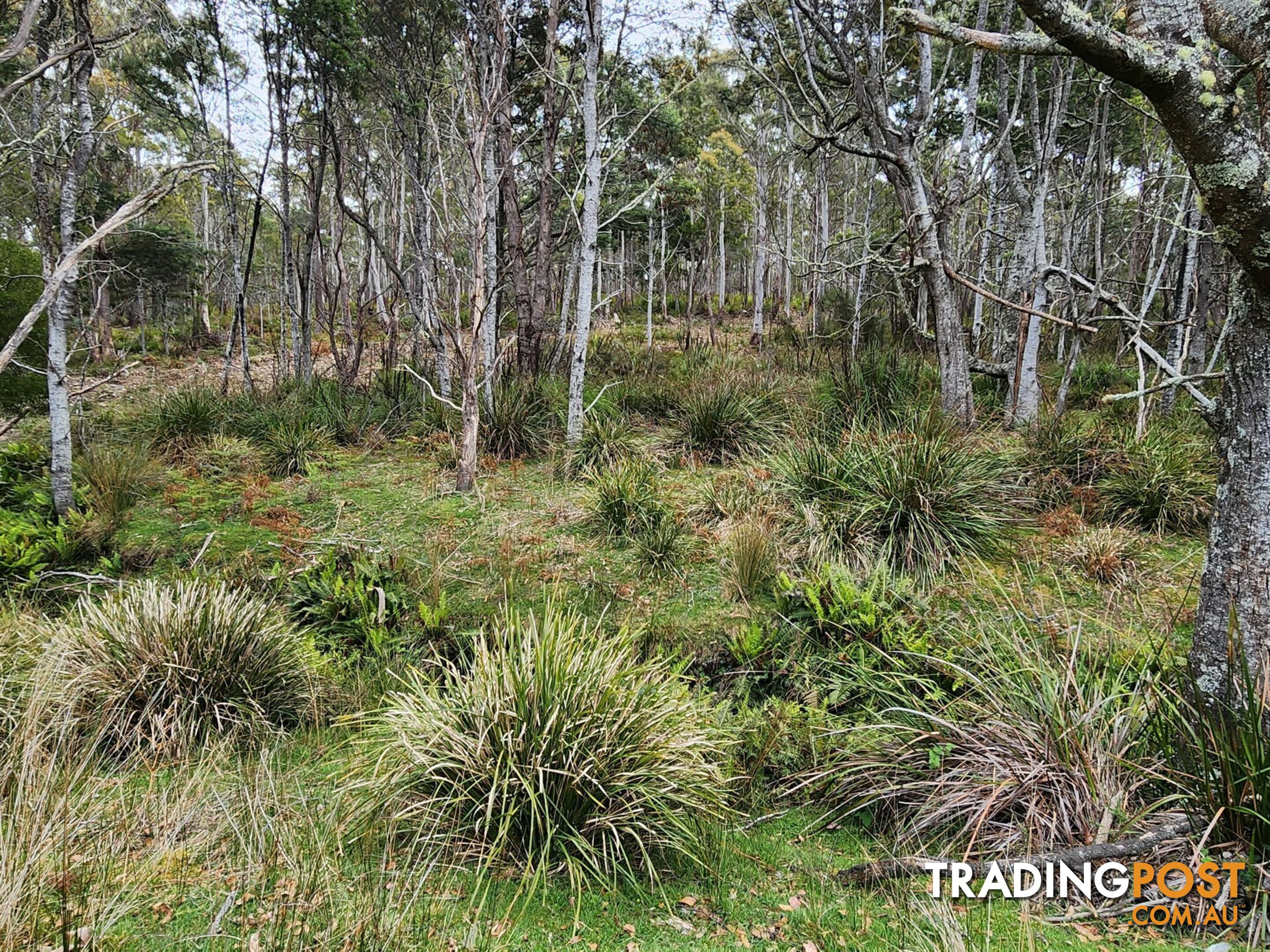 Lot Lot 1/221 Irish Town Road ST MARYS TAS 7215