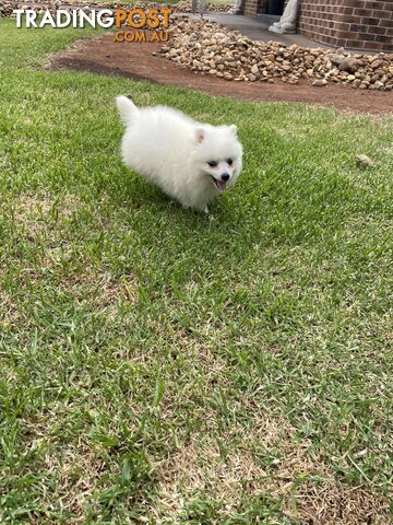 Female Japanese spitz