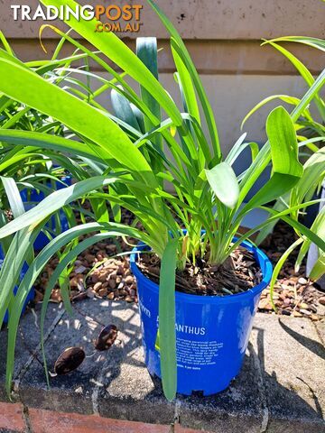 Agapanthus for Sale