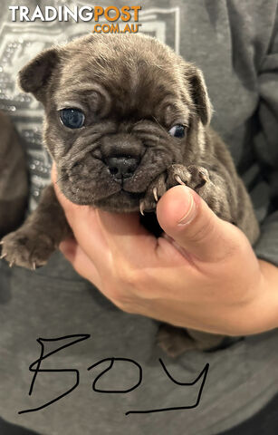 Pure breed French bulldogs