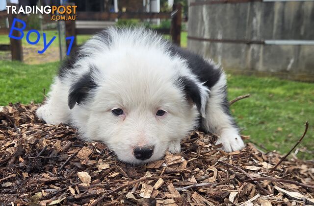 Border Collie puppies
