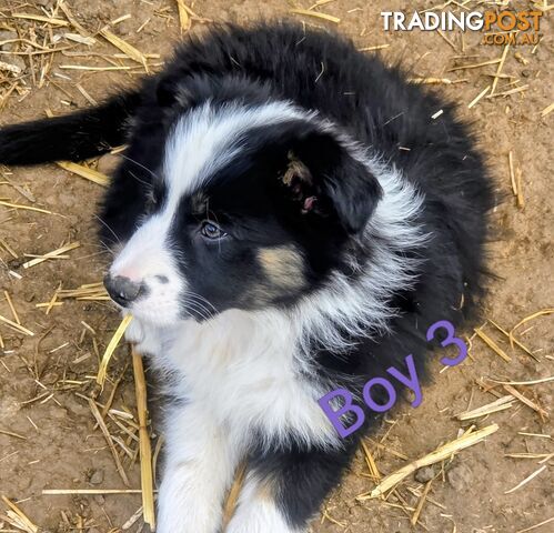 Border Collie puppies