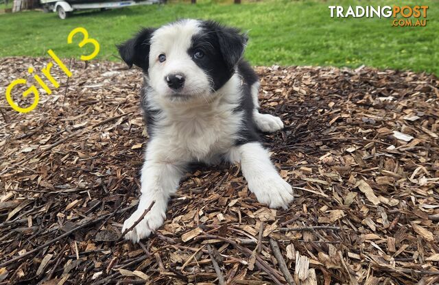Border Collie puppies