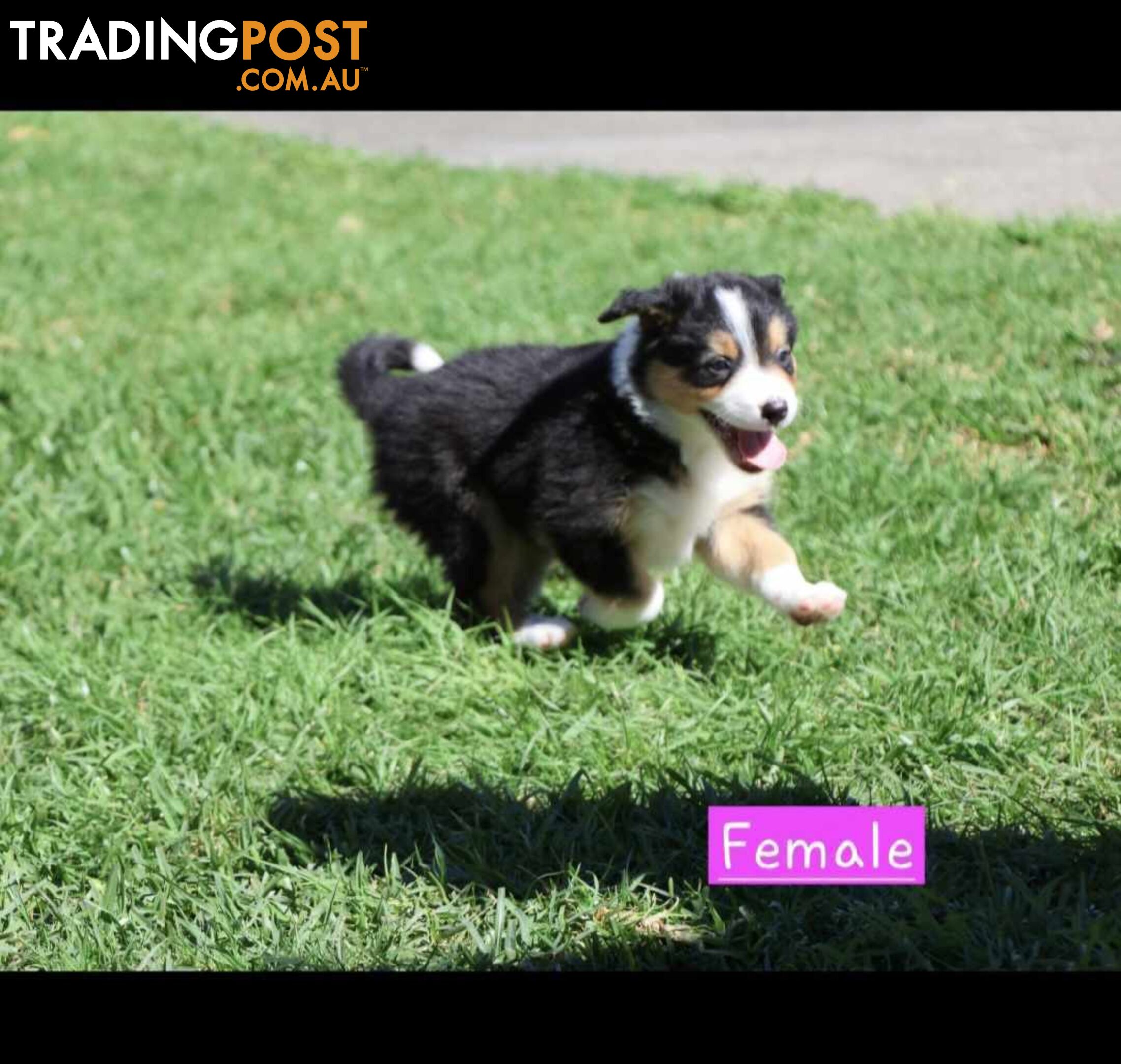 Border Collie Puppies