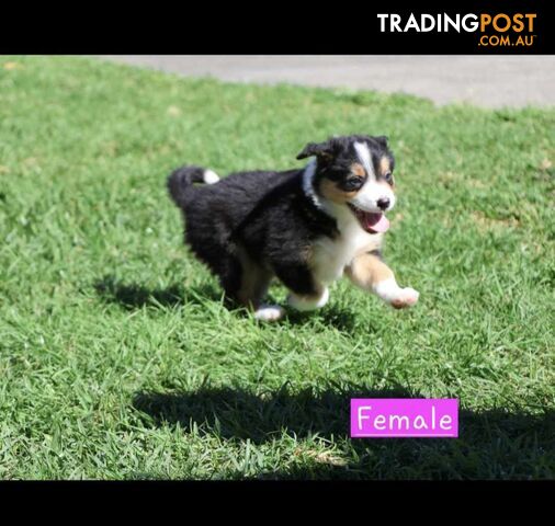 Border Collie Puppies