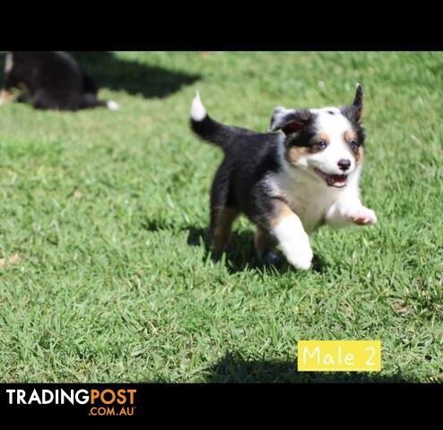 Border Collie Puppies