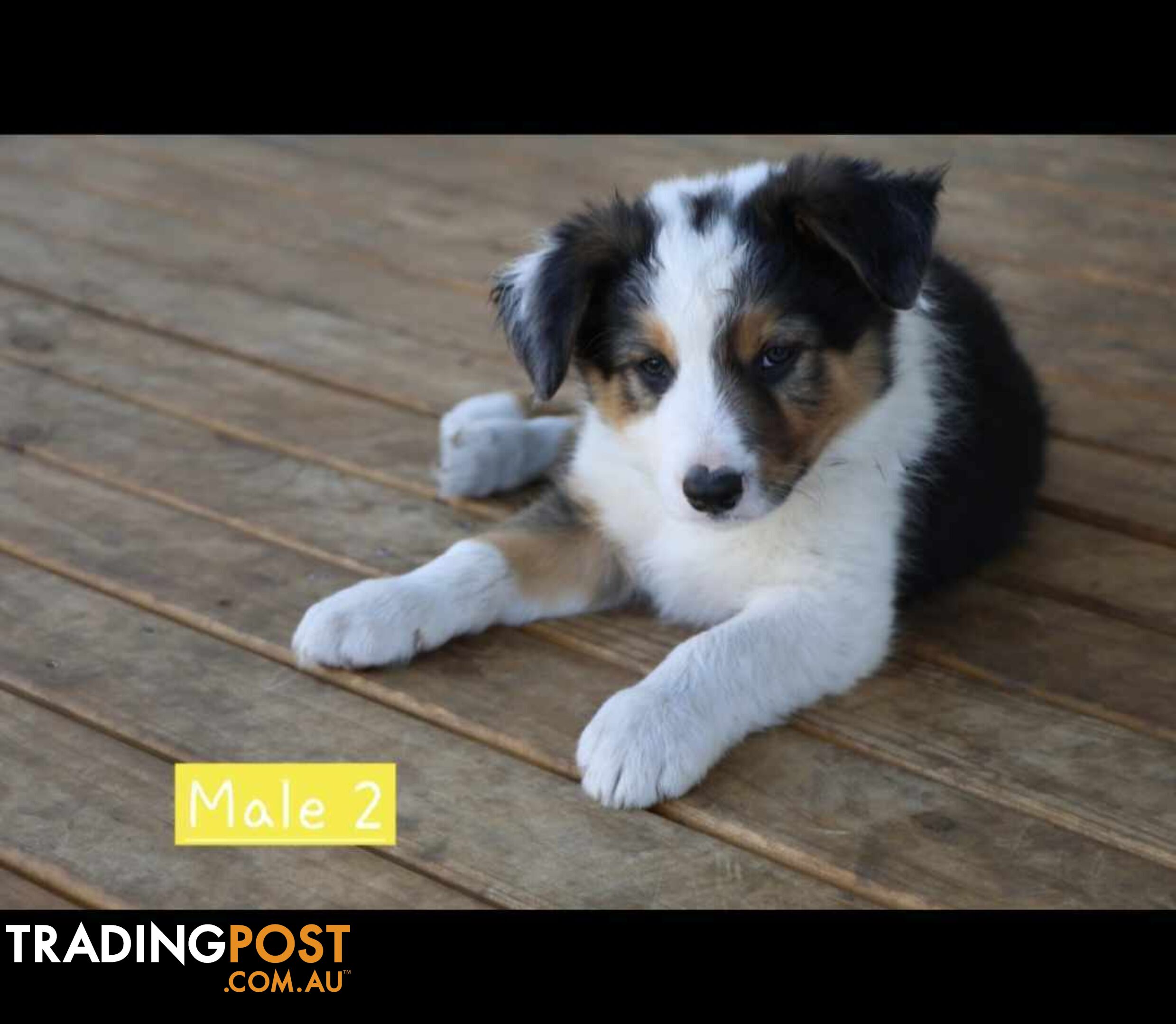 Border Collie Puppies