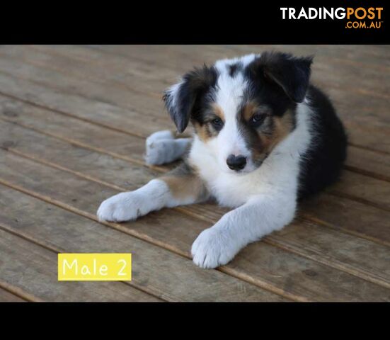 Border Collie Puppies