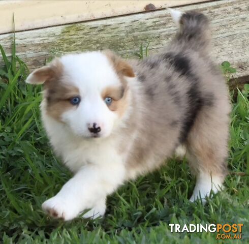 Border Collie Puppies