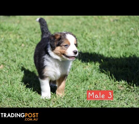 Border Collie Puppies