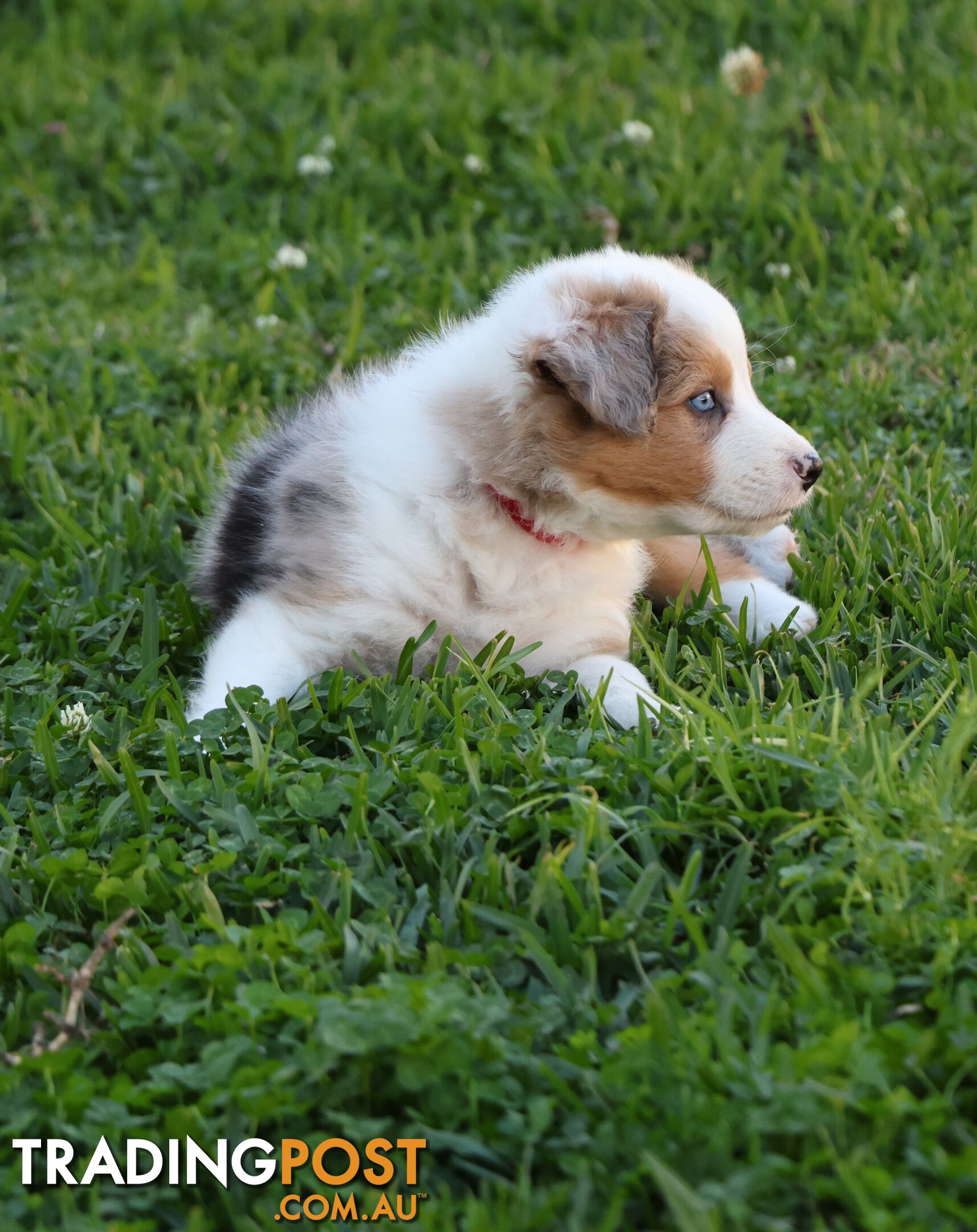 Border Collie Puppies