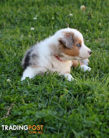 Border Collie Puppies