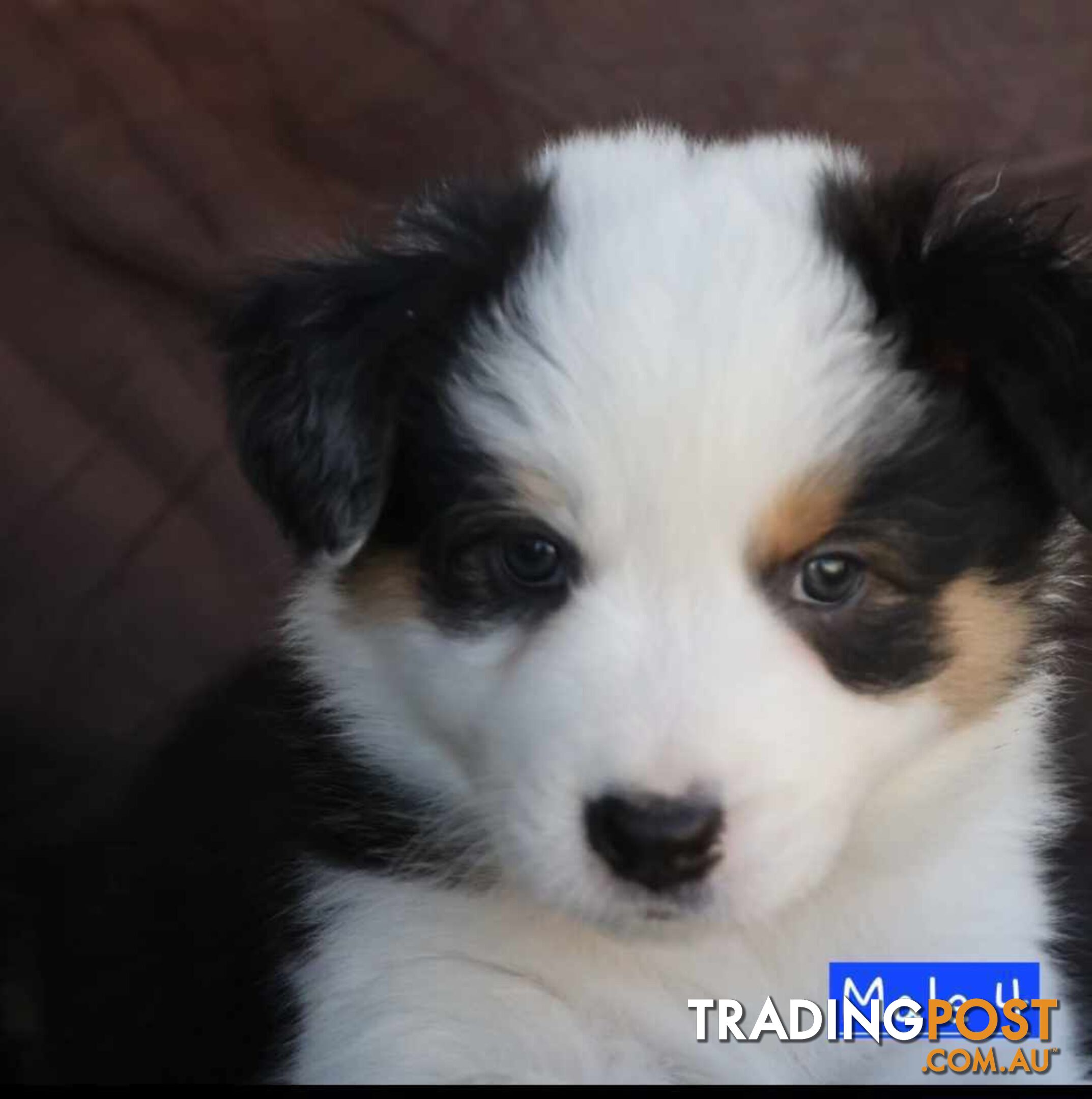 Border Collie Puppies