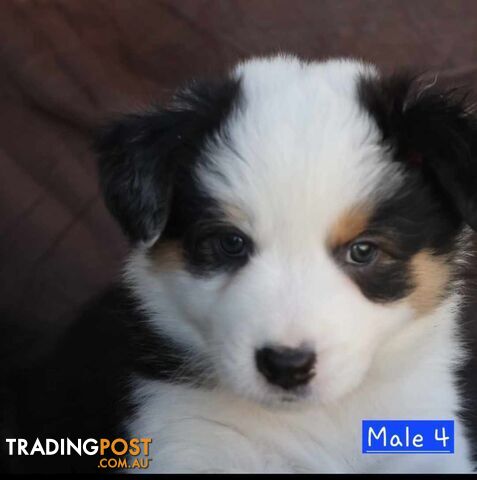 Border Collie Puppies