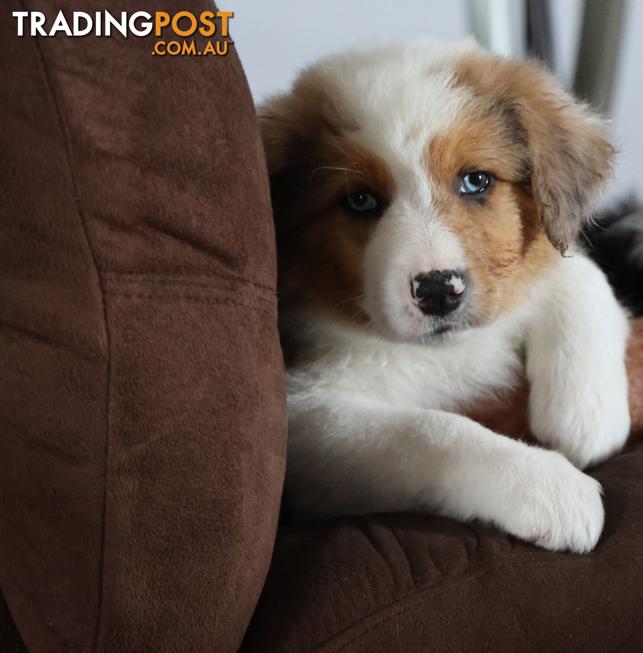 Border Collie Puppies