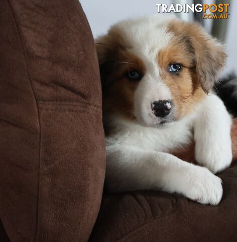 Border Collie Puppies