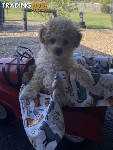 Tiny apricot cavoodle