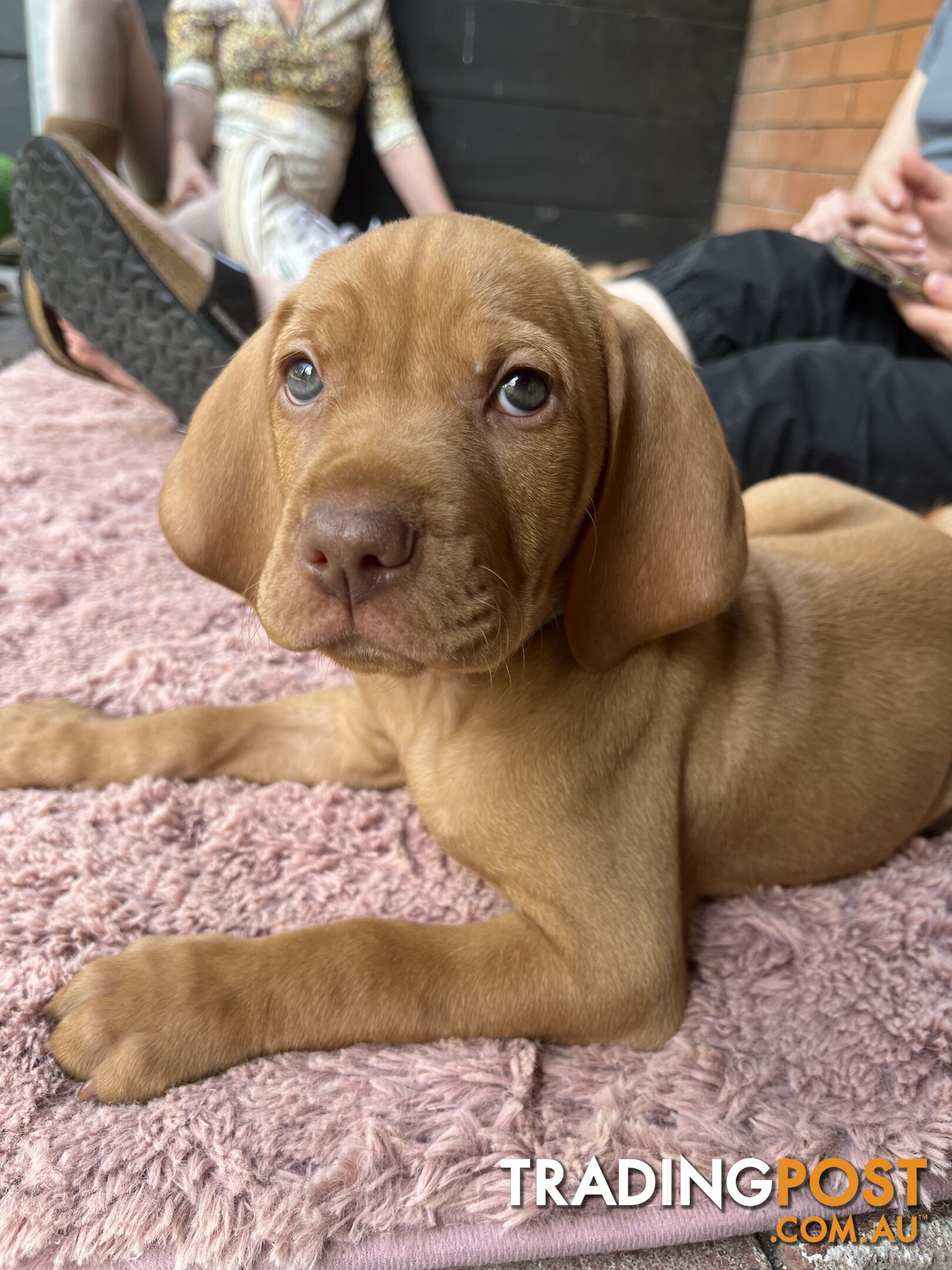 Vizsla Pups for Sale