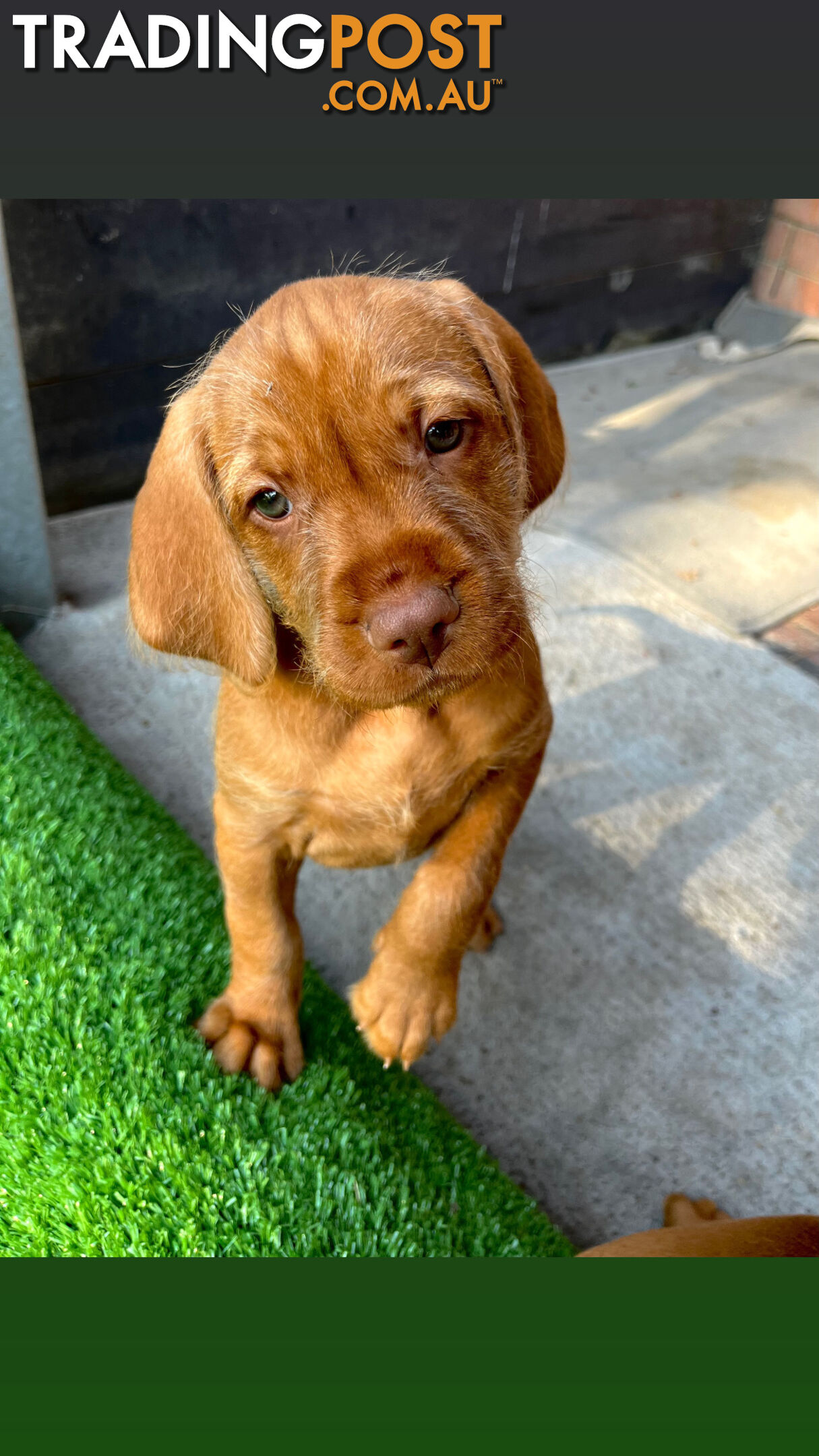 Vizsla Pups for Sale