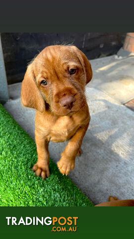 Vizsla Pups for Sale