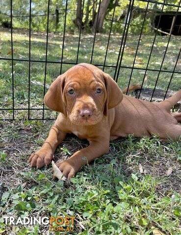 Vizsla Pups for Sale