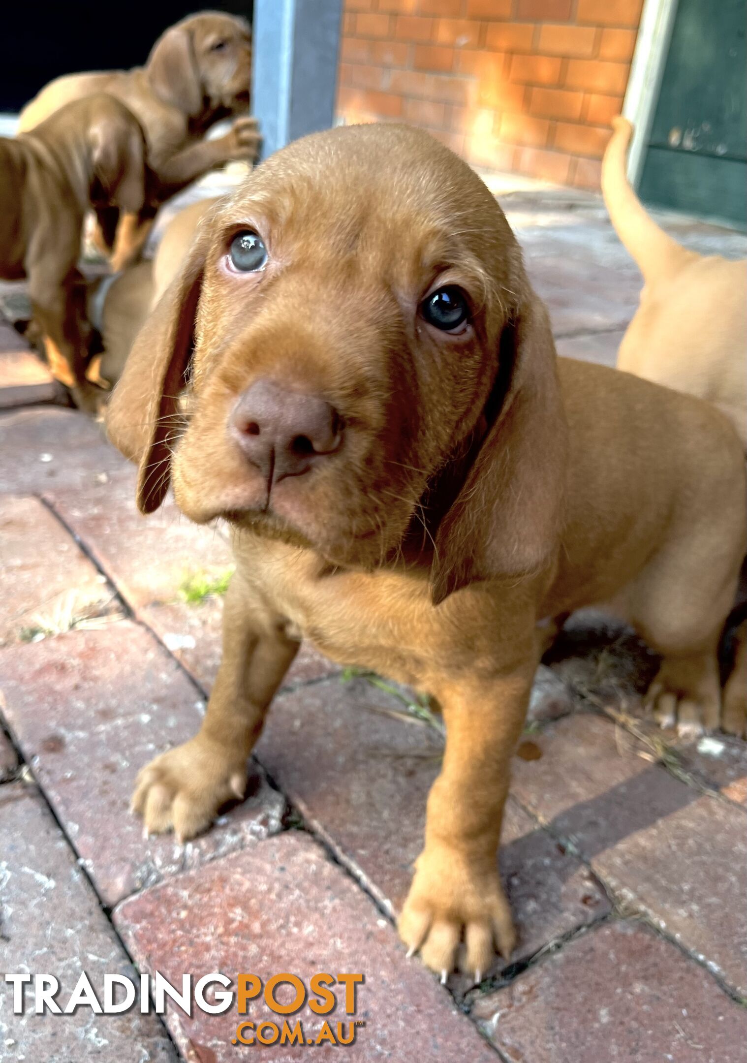 Vizsla Pups for Sale