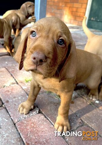 Vizsla Pups for Sale