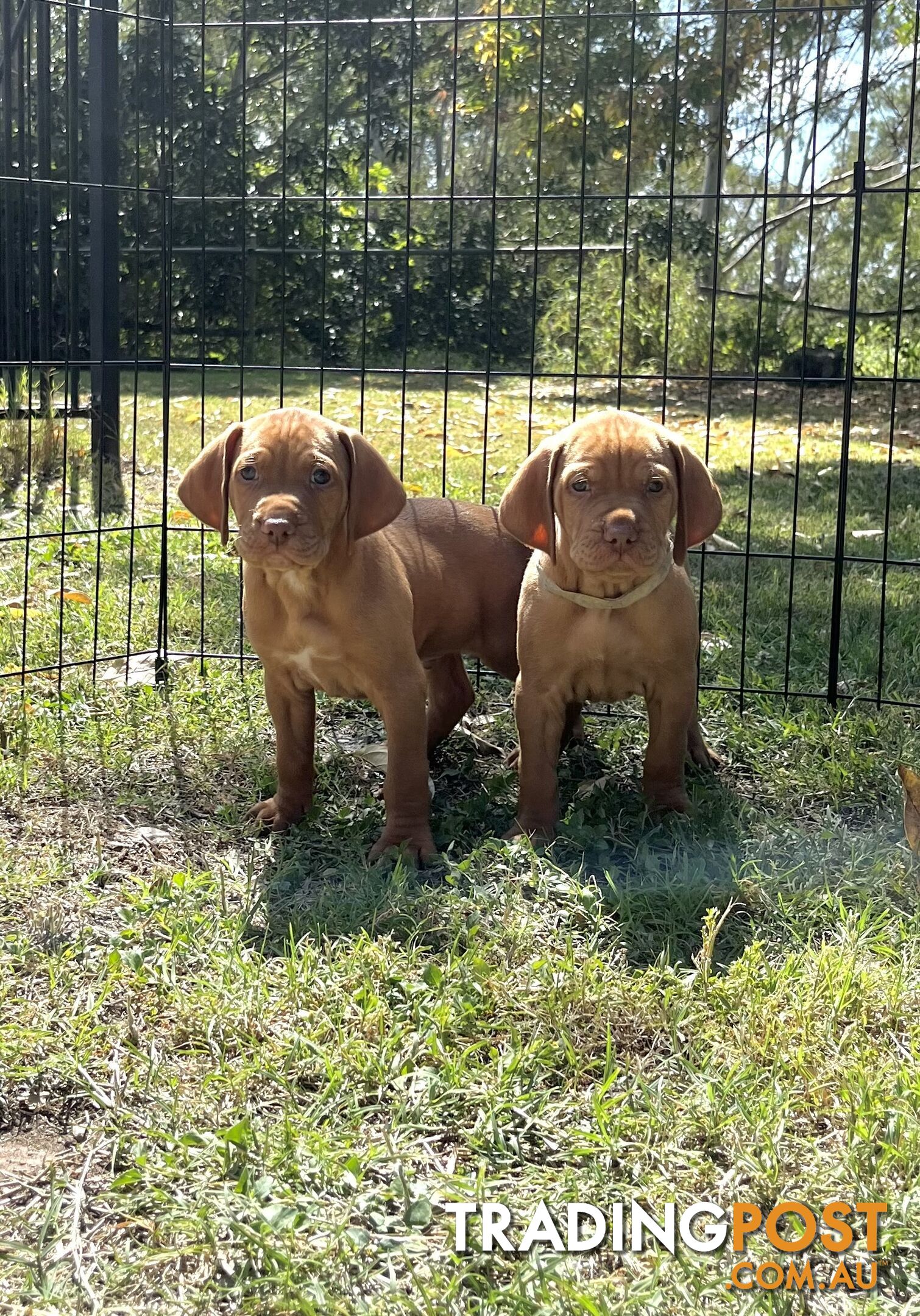 Vizsla Pups for Sale