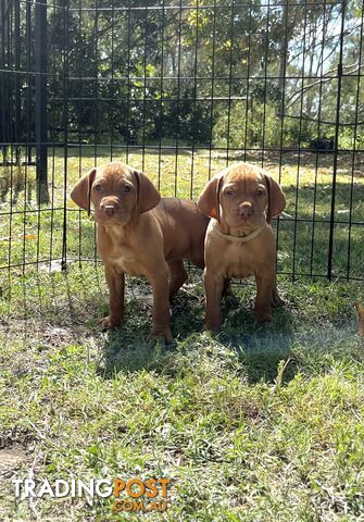 Vizsla Pups for Sale