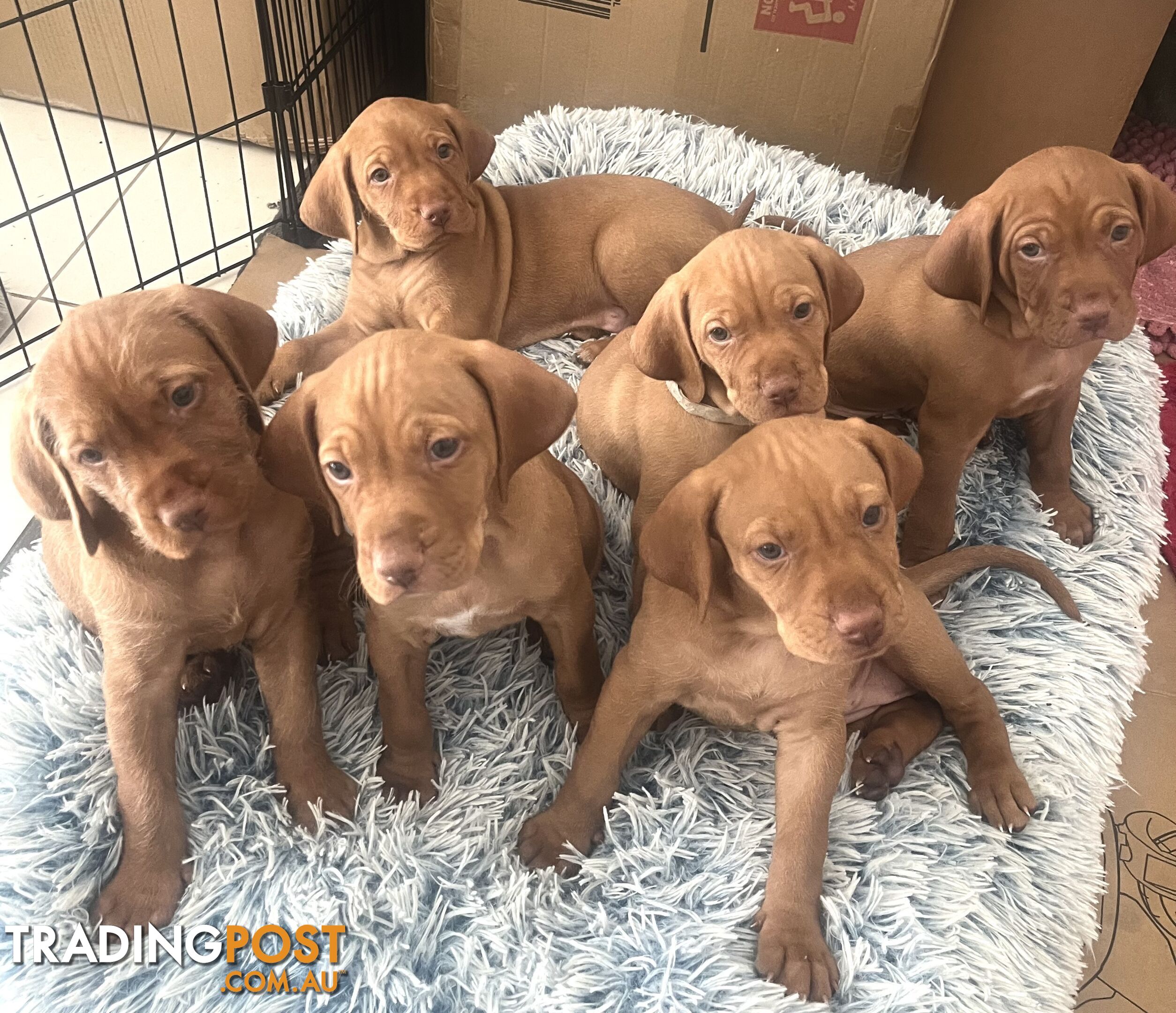 Vizsla Pups for Sale