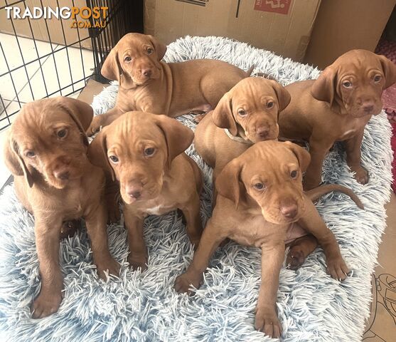 Vizsla Pups for Sale