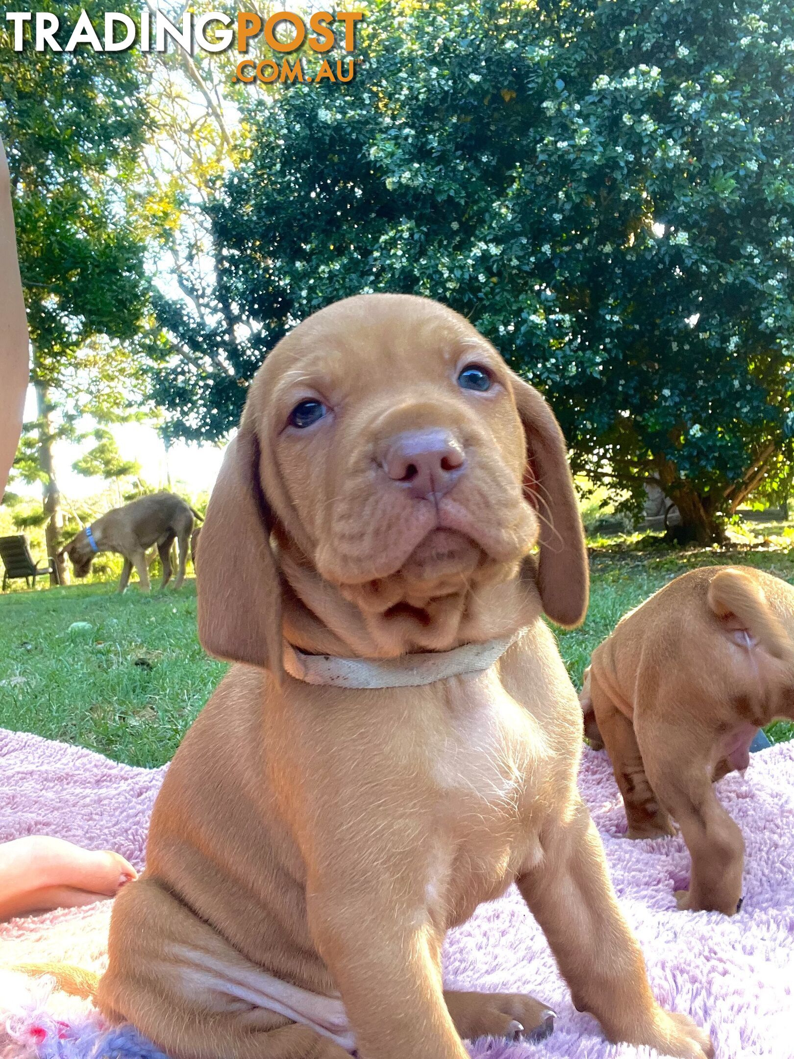 Vizsla Pups for Sale