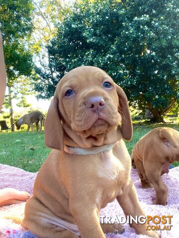 Vizsla Pups for Sale