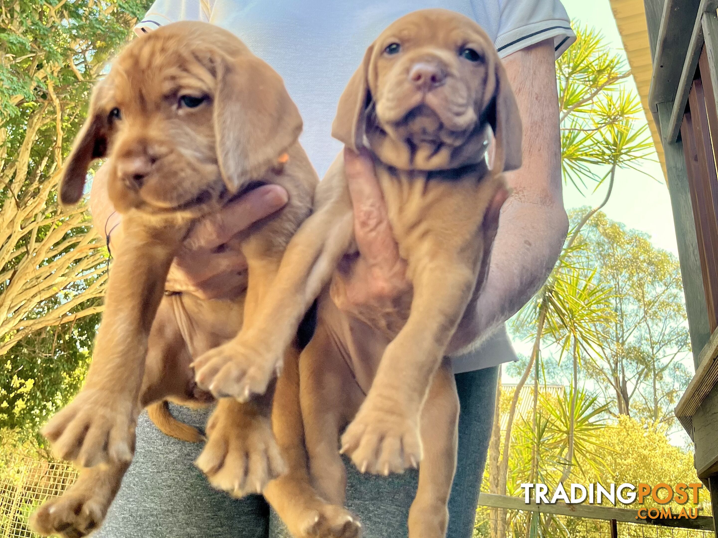 Vizsla Pups for Sale