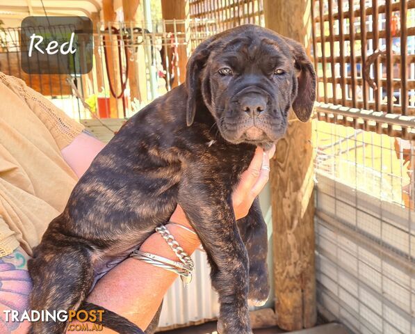 Mastiff x Cane Corso Puppies