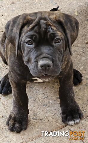 Mastiff x Cane Corso