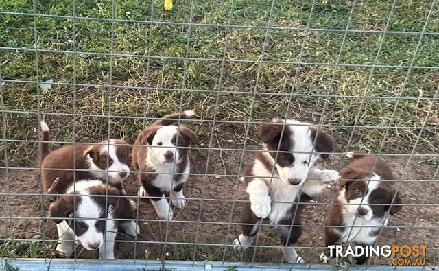 Border collies