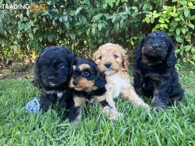 Christmas Cavoodle Puppies - ONLY 2 LEFT 🐶🎄🎁