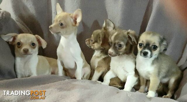 chihuahua puppies trading post