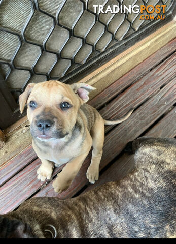 French Bulldog X Kelpie Puppy for sale