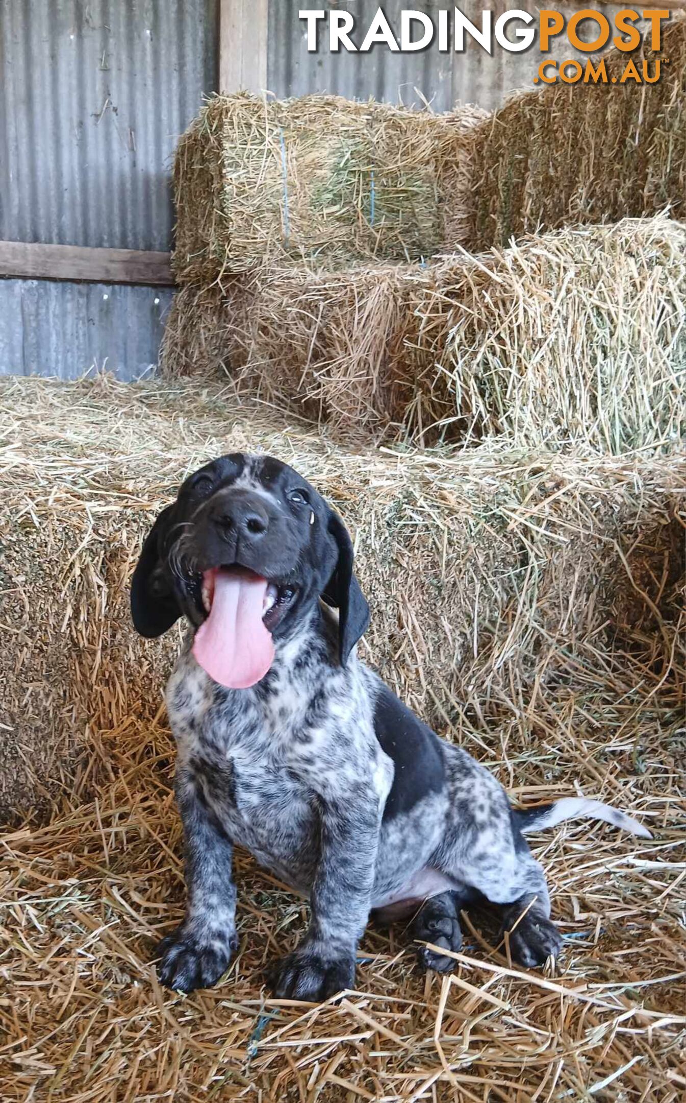 Purebred German Shorthaired Pointer pups