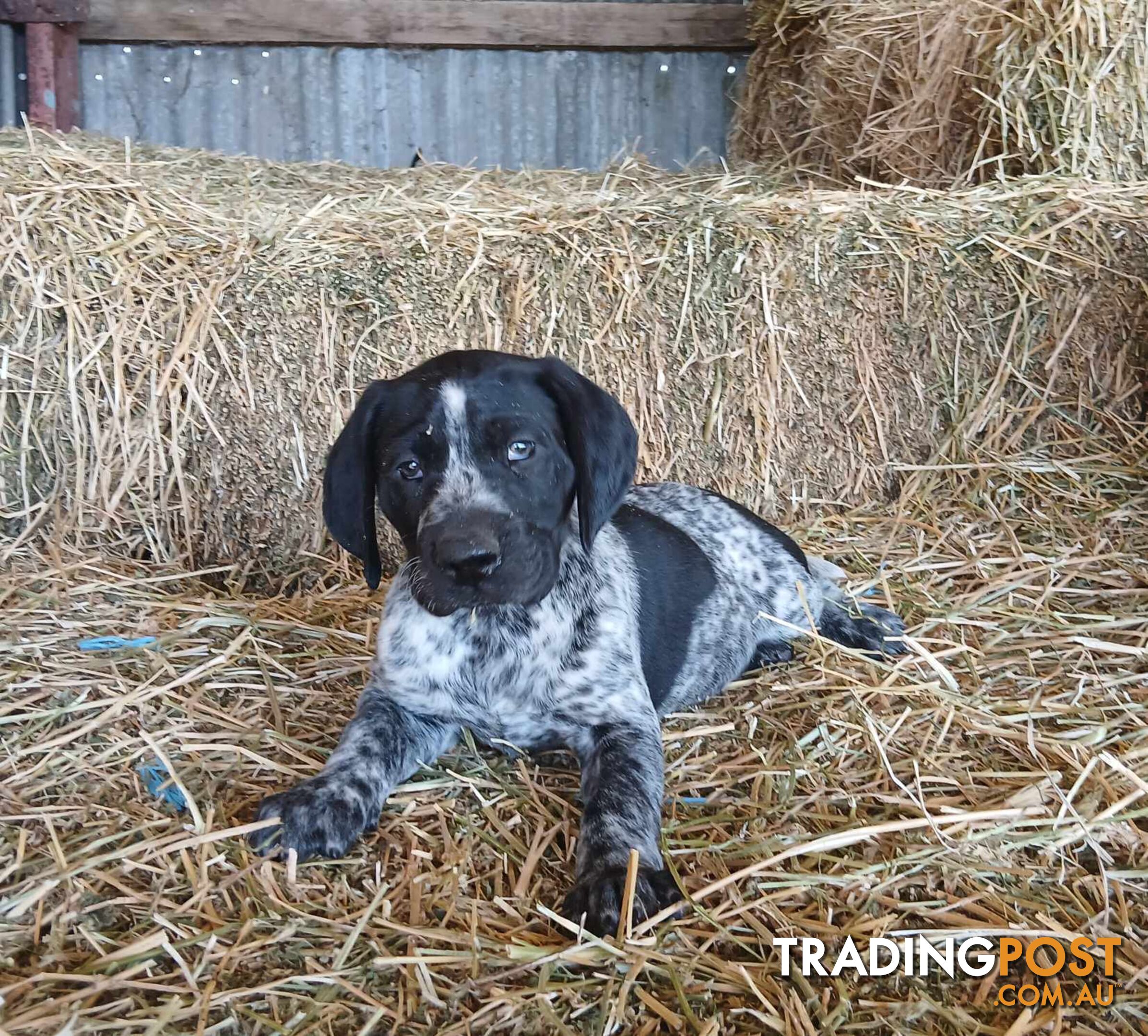 Purebred German Shorthaired Pointer pups