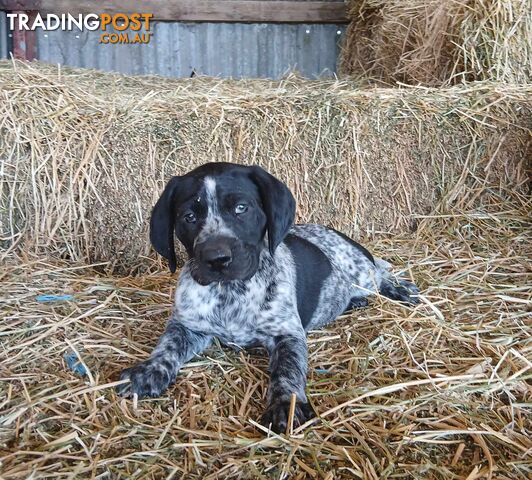 Purebred German Shorthaired Pointer pups